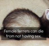 Ferrets Have More Fun Than Humans