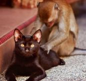 All Kitties Should Have Massage Monkeys