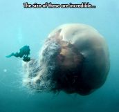 Monster Jellyfish And Diver