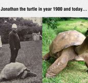 Johnathan The Turtle Is Really Old