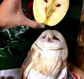 An Owl In An Apple Over An Owl