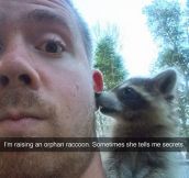 Raccoon Secrets