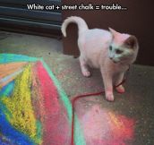 Such A Colorful Cat