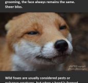 Let’s have Pudding breed the next generation of domestic foxes