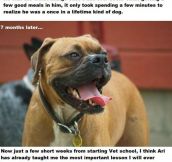Amazing Dog Story