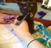 Making it extra difficult to do homework!