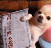 Chihuahua Puppy Enjoys A Neck Massage