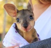 Joey, The Baby Wallaby