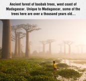 Ancient Forest Of Baobab Trees