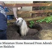 Miniature Horse Rescue