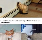 Pets That Are Bad At Hide And Seek