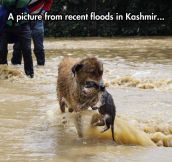 Dog And Her Puppy In A Flood