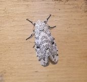 Black And White Moth