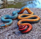 The Colors Of The Ring Snake Are Awesome
