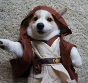 Jedi Master Of Adorableness