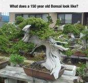 Ancient Bonsai Tree