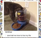 Cat Food Device Fail