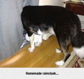 This Dog Is A Genius
