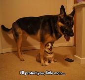 Big Dog Protecting Puppy