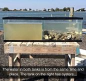 Oysters Are Great Water Filters