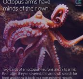 The Octopus Is An Interesting Creature