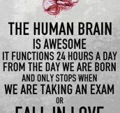 The Majestic Human Brain