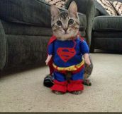 The Super-Kitty