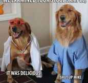 The New Dogtors In Town