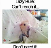 Lazy Rule No. 1