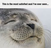 Satisfied Seal Of Approval
