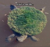 Real Life A’tuin