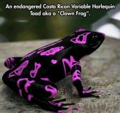 The Costa Rican Variable Harlequin Toad