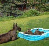 Twin Moose Calves In Kiddie Pool