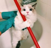 Gorgeous Cat Getting Ready For A Bath