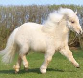Look At This Cute Pony