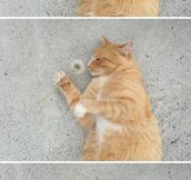 Cat Smelling Dandelion