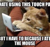 Cyber Cat Problems