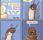 Millipede And Centipede