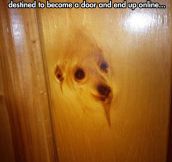 It’s A Doggy Door