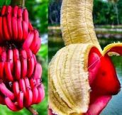 And Now You Know That These Bananas Exist