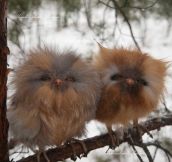 Fluffy Baby Owls