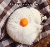 Fried Egg Cat