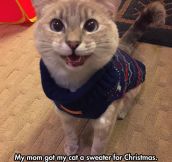 This Cat Has Christmas Spirit