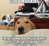 Dog’s Love In The Morning