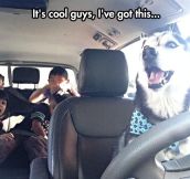 Husky Taking The Kids To School