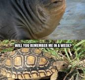 It Was Just A Joke, Turtle
