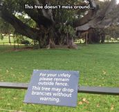 Beware Of The Tree