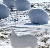 The Arctic Hare Looks Like A Cross Between A Dog And A Bunny