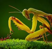 Praying Mantis Meets Ant