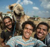 Best Camel Selfie Ever